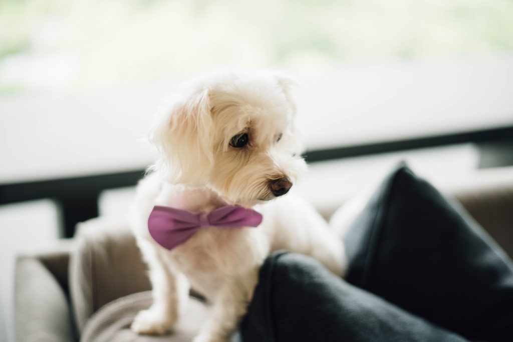 Hochzeit zu zweit mit Hund